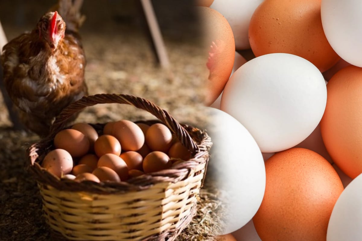 Chicken, Egg Prices Surge Amid Fuel Hike