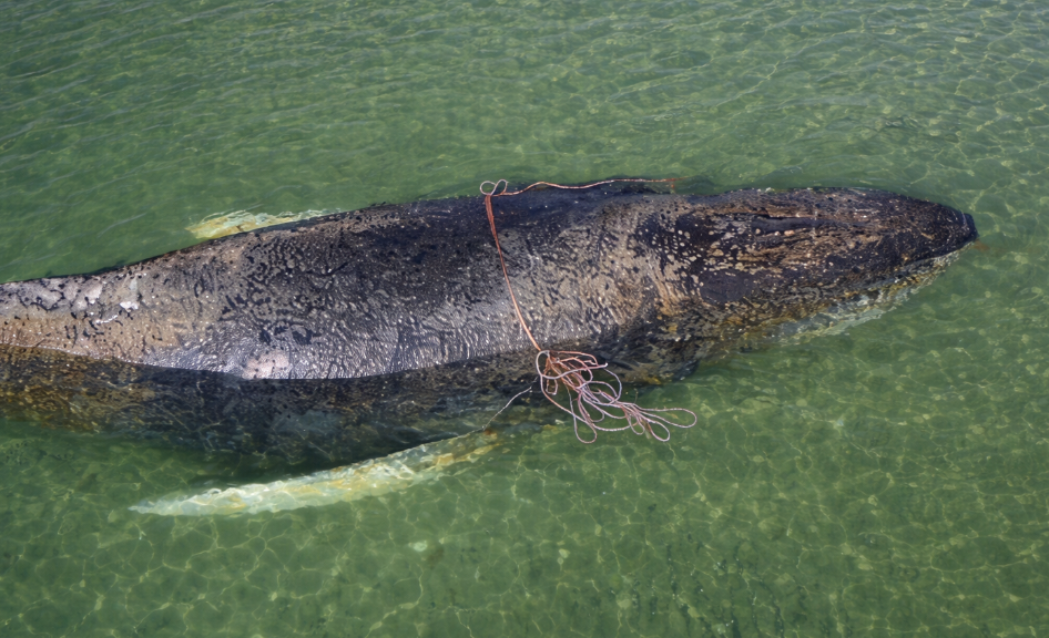 Humpback Whale Remains Stranded in Wismar Bay.