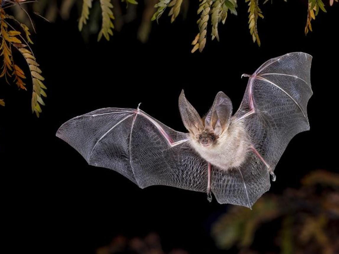 Extremely Rare Bat Species Detected in Schaffhausen, Switzerland After Decades