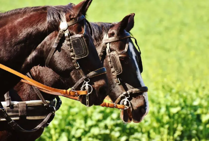 Man Fined in Switzerland After Frightening Horses in Zurich Oberland