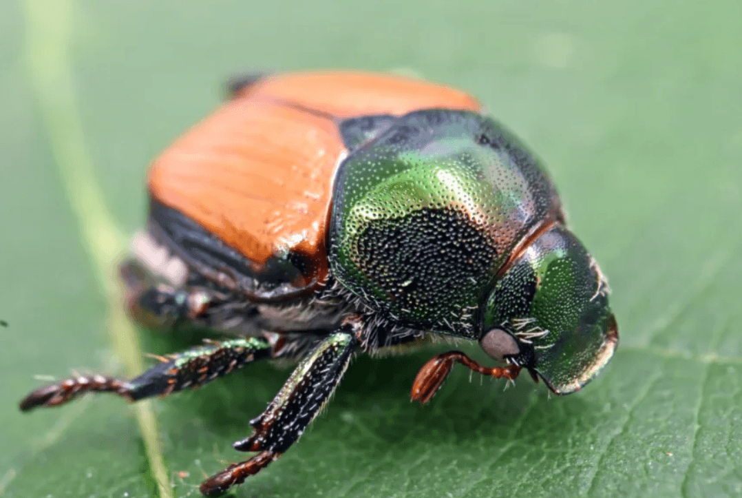 Switzerland Launches Campaign to Stop Spread of Japanese Beetle