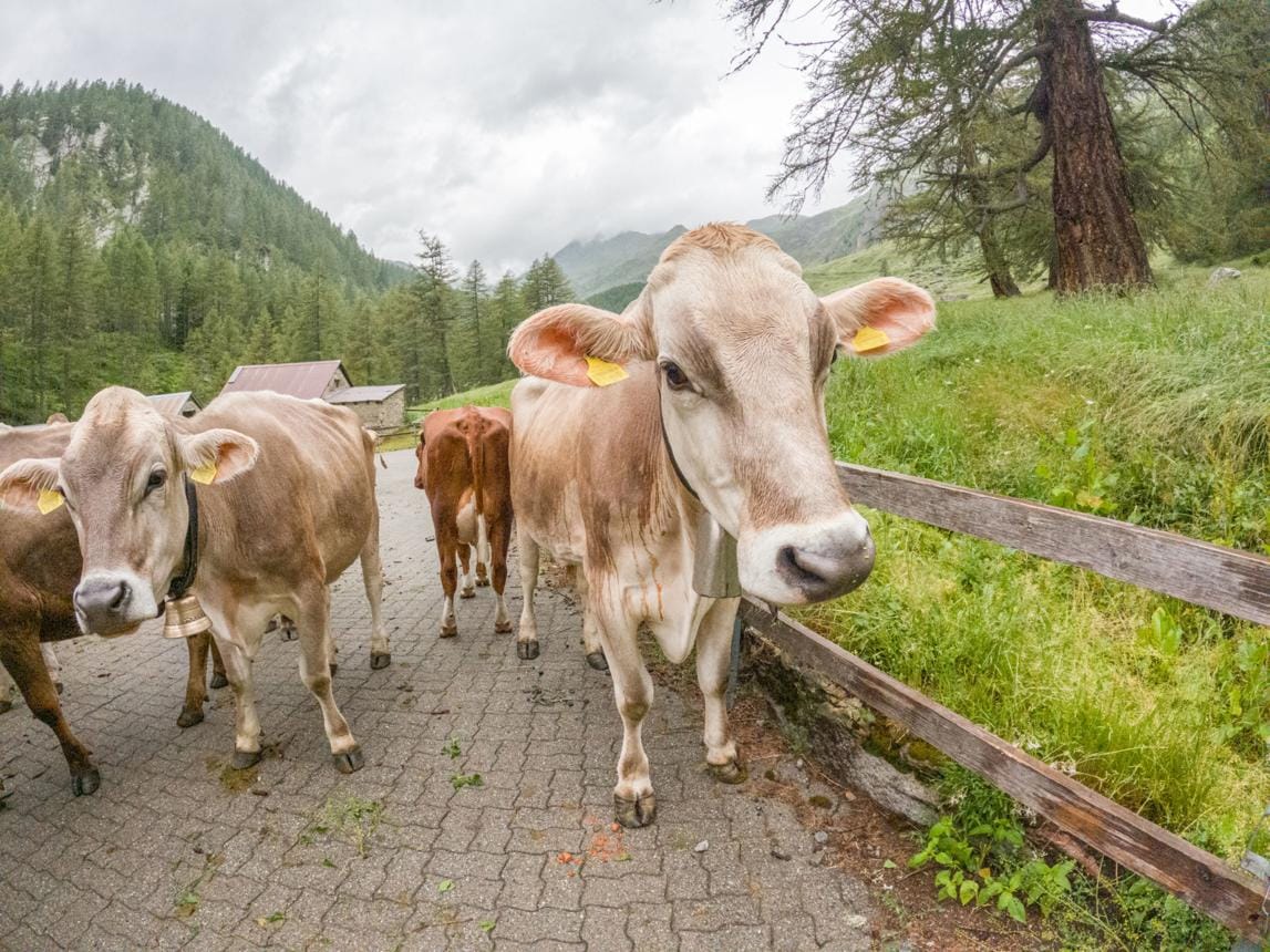 Switzerland Records Decline in Dairy Cows and Pig Farming in 2025.