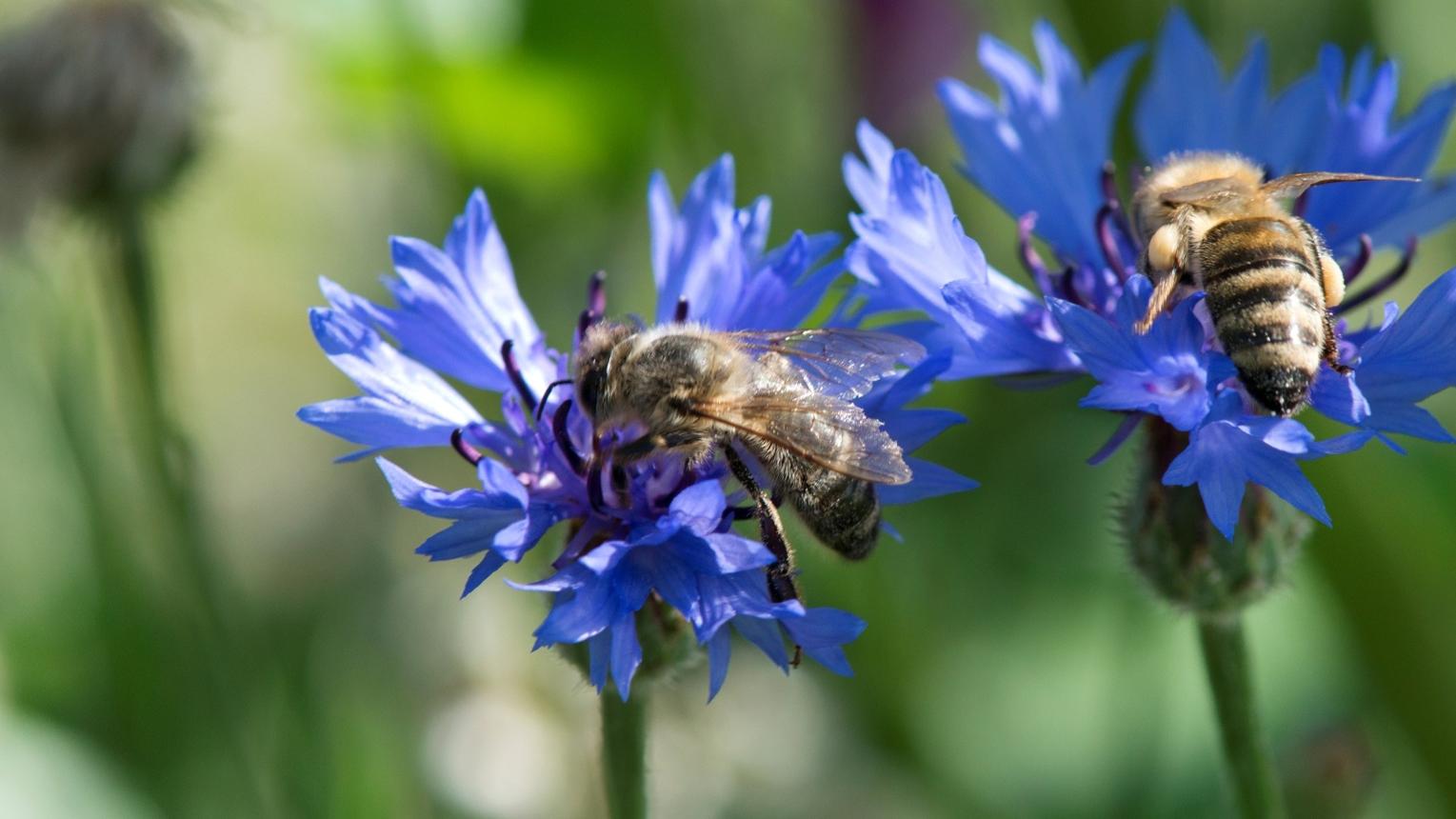 Swiss Citizens Launch Constitutional Initiative to Protect Pollinating Insects.