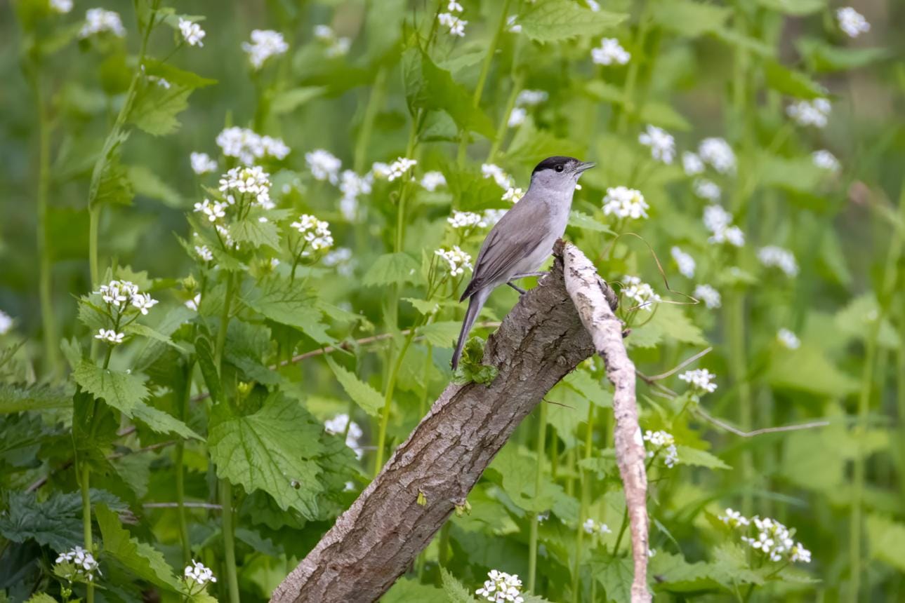Blackcap Becomes Switzerland’s Most Common Bird, Overtaking Chaffinch