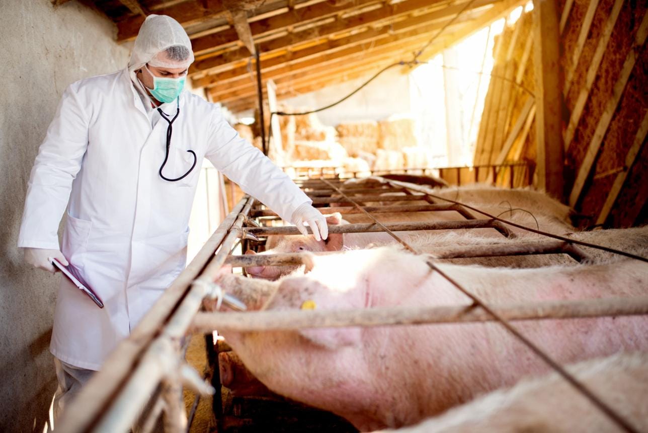 Switzerland Warns of High Risk of African Swine Fever Spread