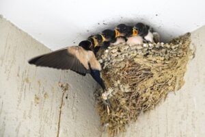 Zurich Buildings Host 1,859 Bird Nesting Sites.