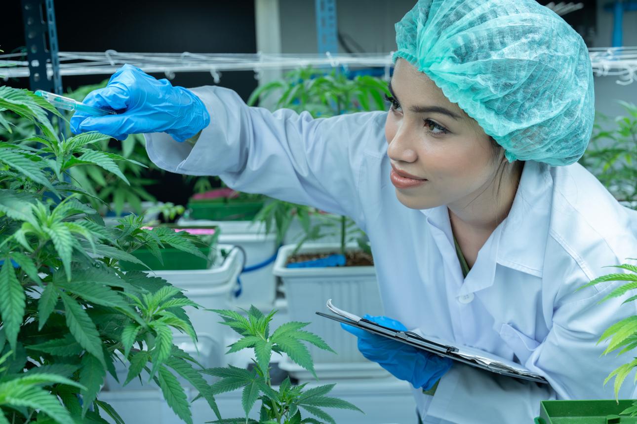 Cannabis and Testosterone: What a New Study Reveals.