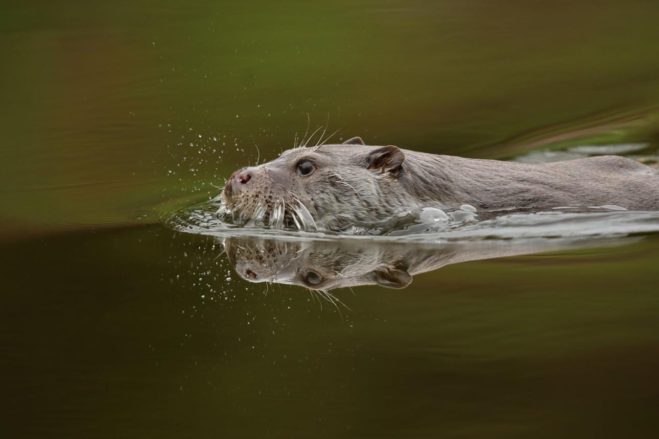 Otter Returns to Switzerland After Decades of Absence.
