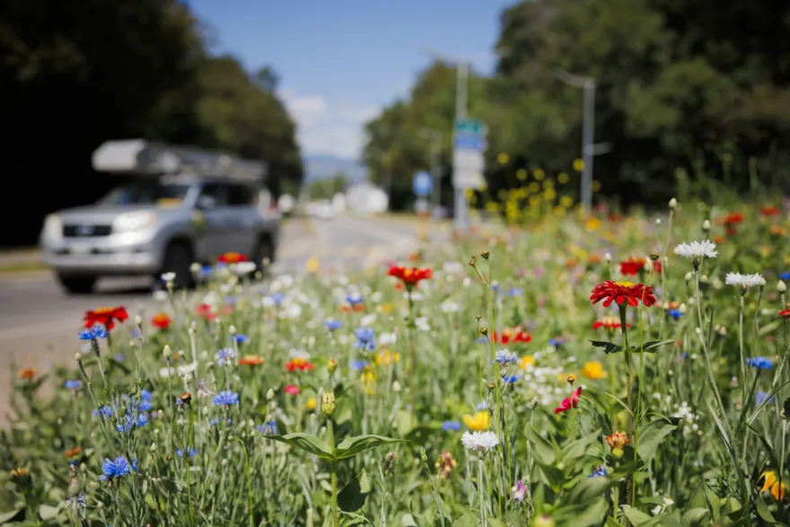 Experts Gather in Davos to Tackle Global Biodiversity Crisis