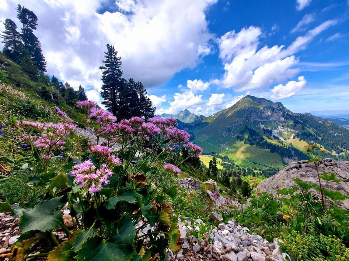 Swiss Study Reveals Stinging Nettles Are Replacing Orchids Across Europe