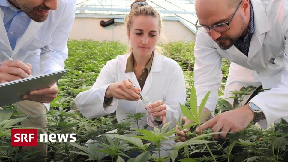 St. Gallen Launches Large-Scale Cannabis Research Project