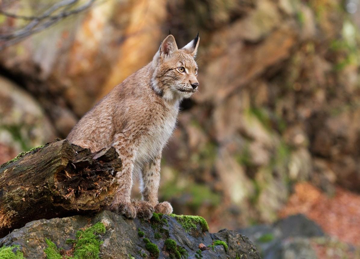 Swiss Lynx Face Ongoing Threats Despite Population Recovery