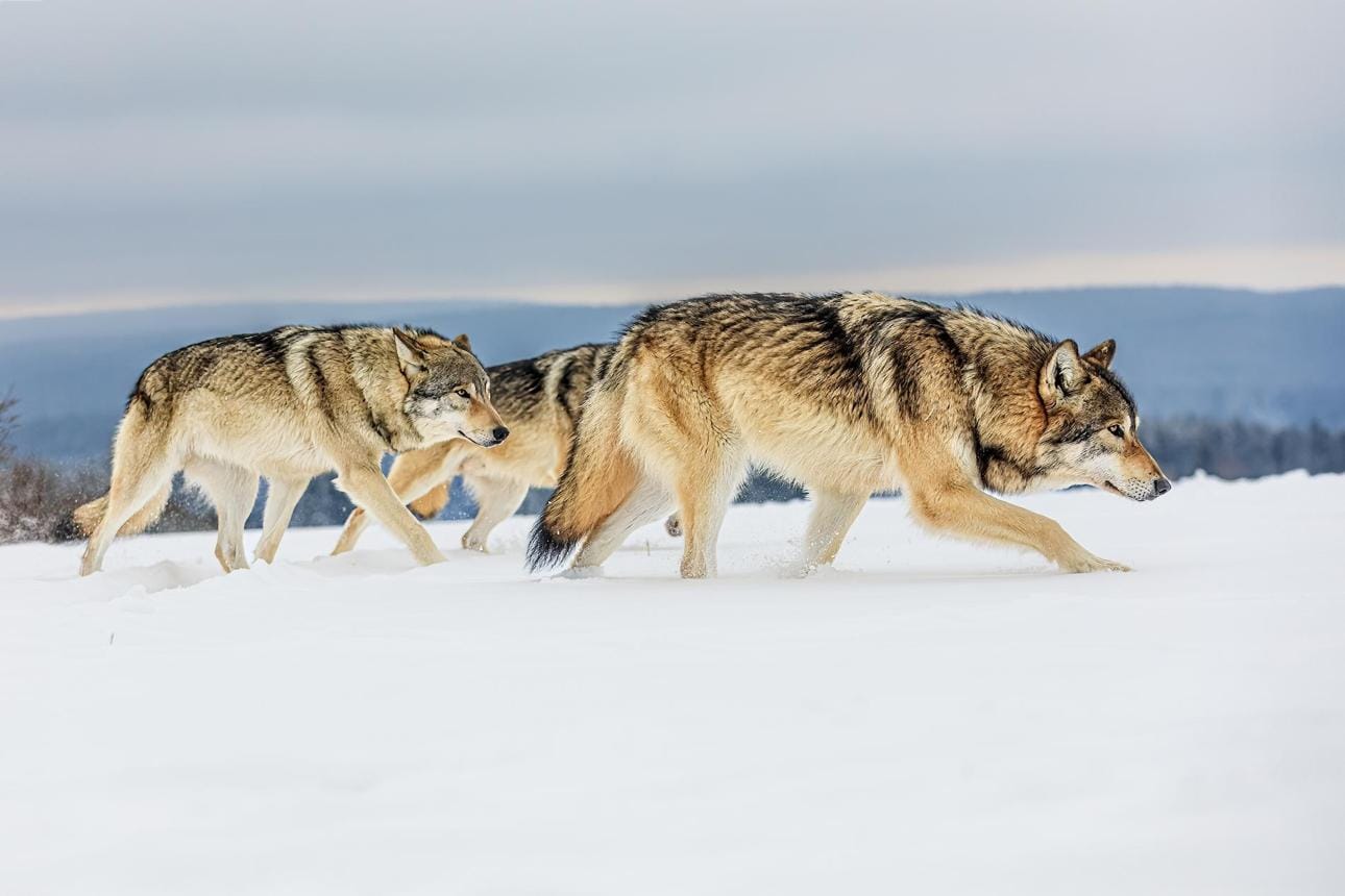 Swiss Wolf Packs Rise to 43 in 2025.