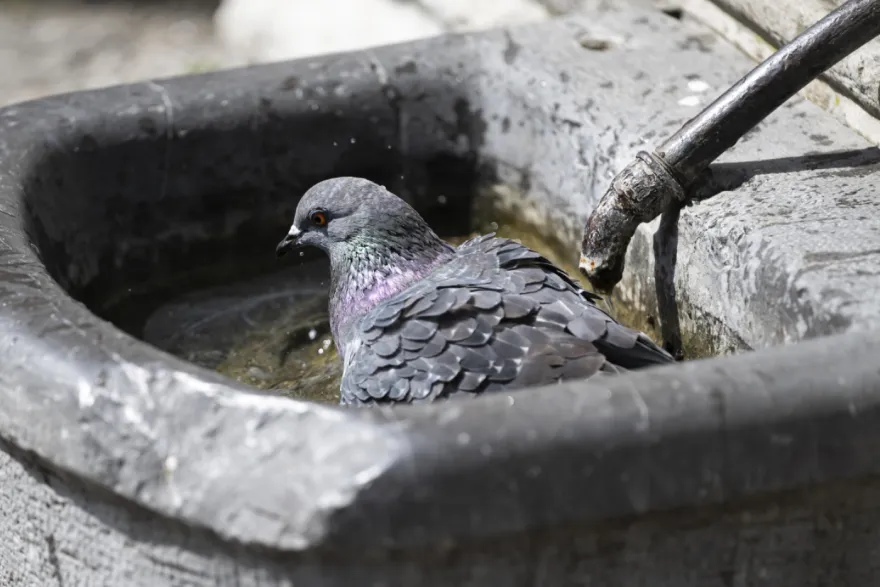 Swiss Heat Warnings Likely to Be Extended Beyond Tuesday