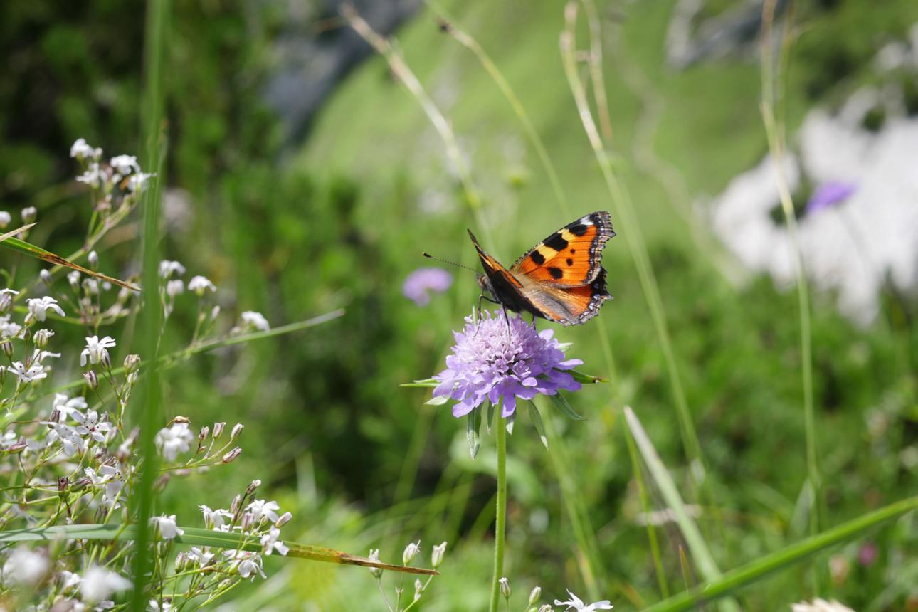 Swiss Insect Species Show Mixed Recovery.